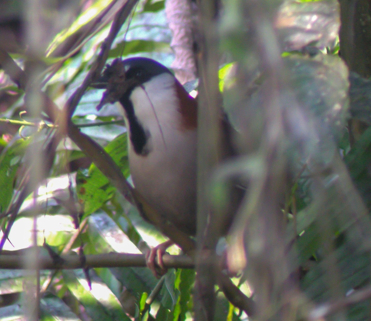 Chestnut-backed Laughingthrush - ML646657731