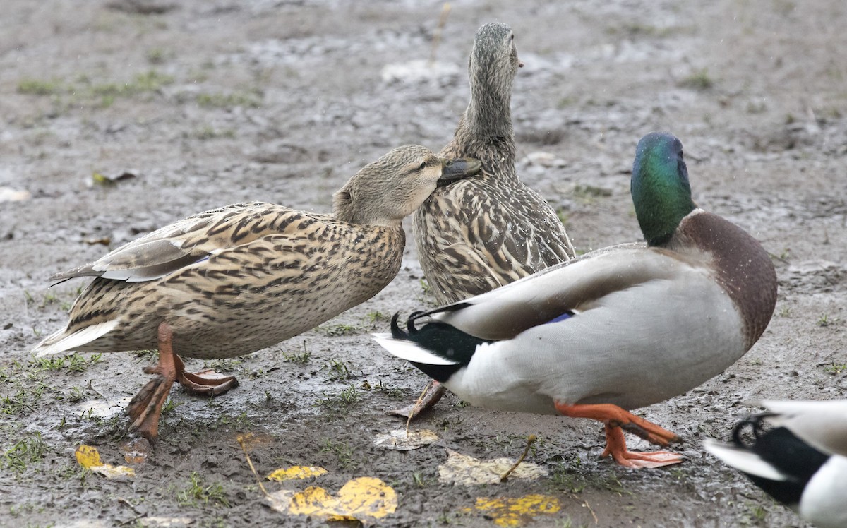 Mallard - ML646657733