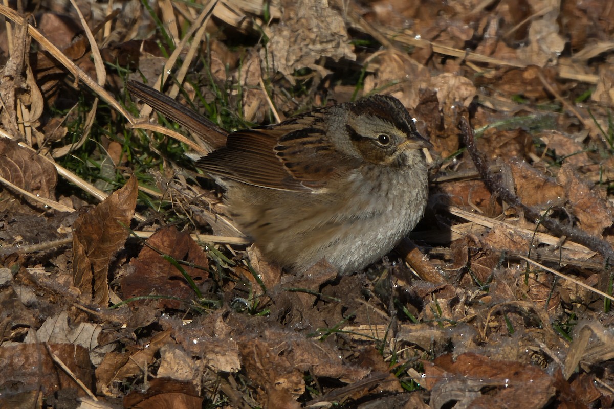 Swamp Sparrow - ML646657736