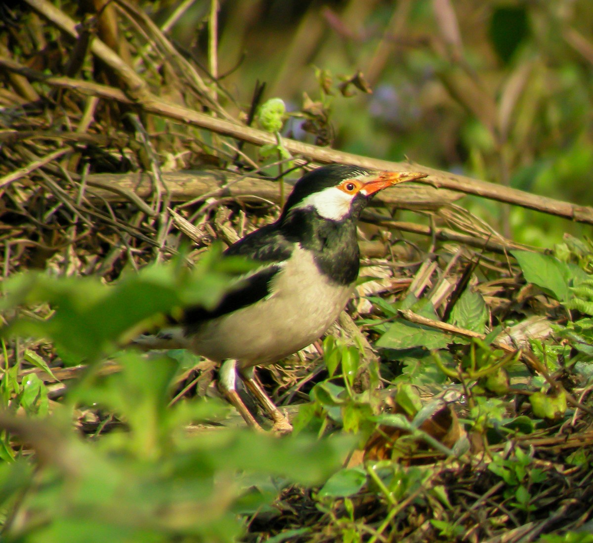 印度鵲椋鳥 - ML646657737