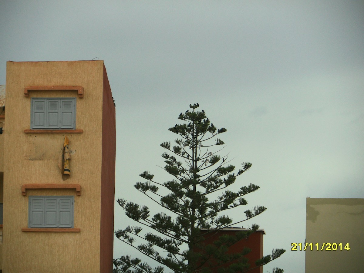 Estornino Negro - ML646657738