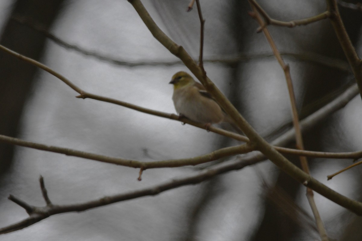 American Goldfinch - ML646657746