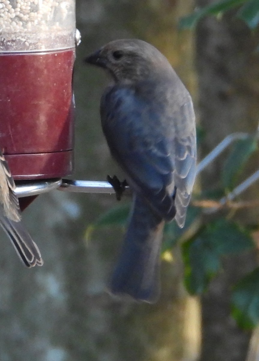 Braunkopf-Kuhstärling - ML646657750