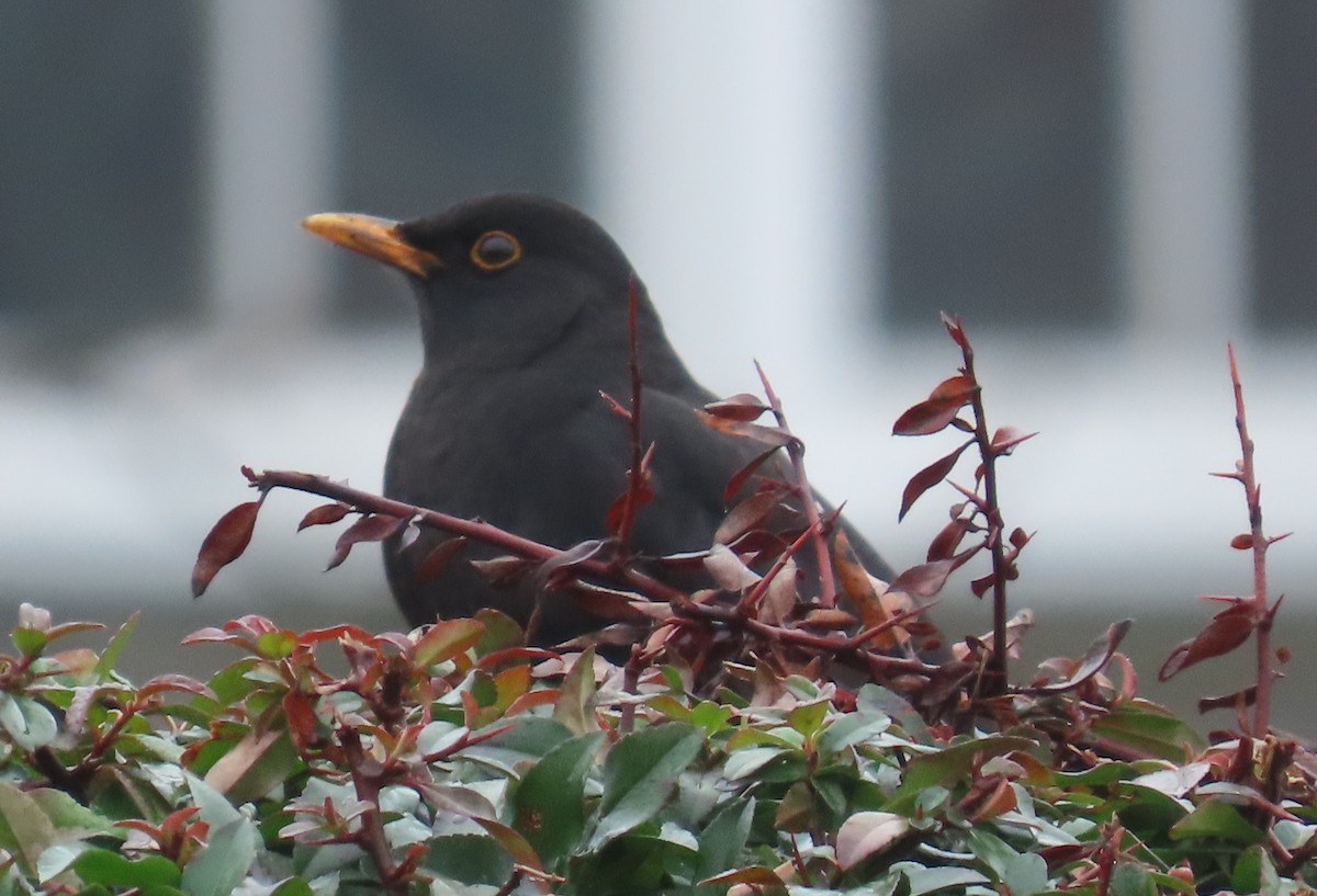 Eurasian Blackbird - ML646657752