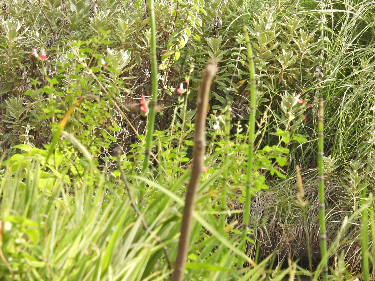 アオムネヒメエメラルドハチドリ - ML646657753