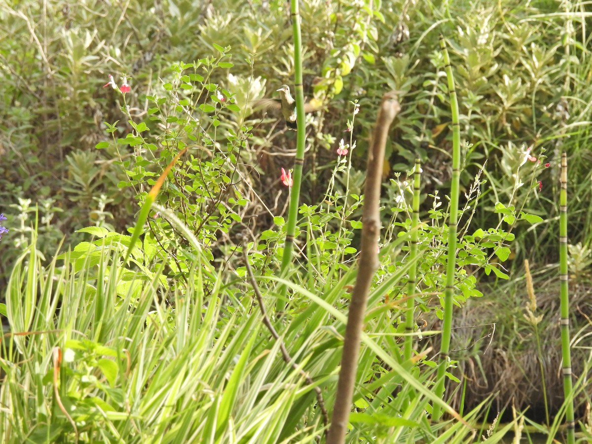 アオムネヒメエメラルドハチドリ - ML646657754