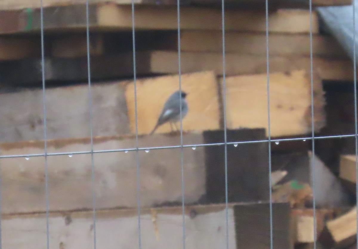 Black Redstart - ML646657755