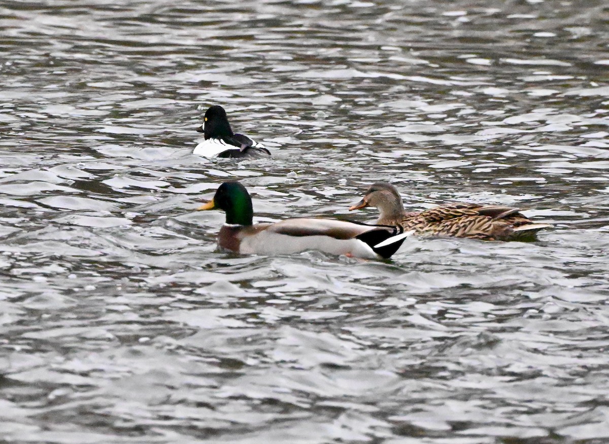Common Goldeneye - ML646657756