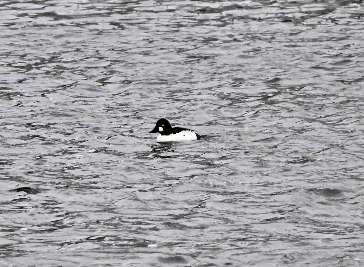 Common Goldeneye - ML646657757