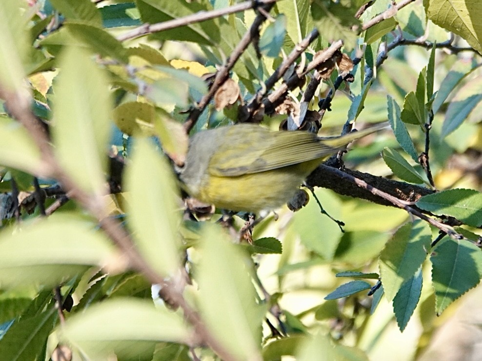 Naşvil Ötleğeni - ML646657763