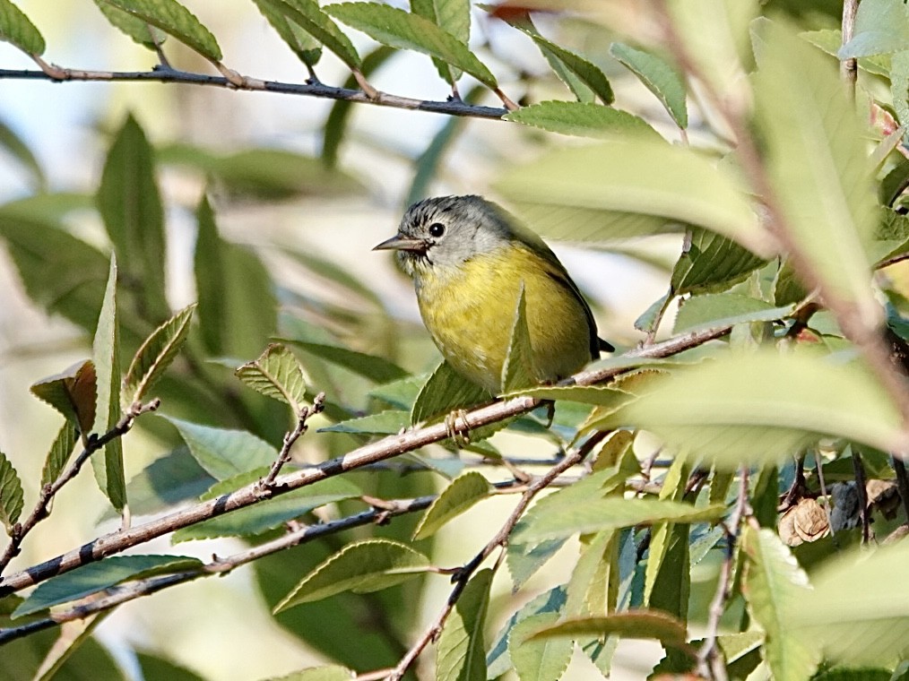 Naşvil Ötleğeni - ML646657764