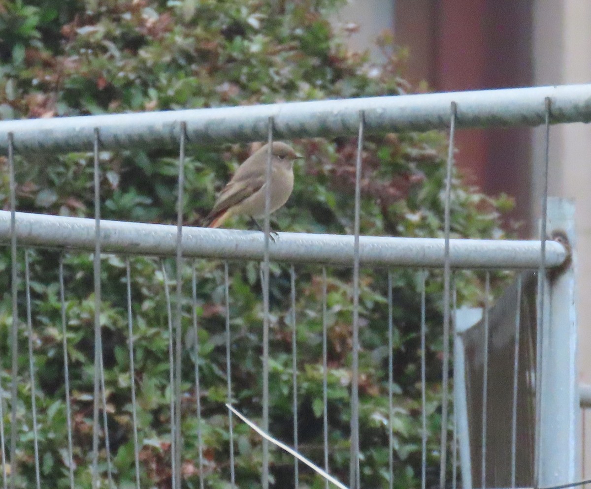 Black Redstart - ML646657765