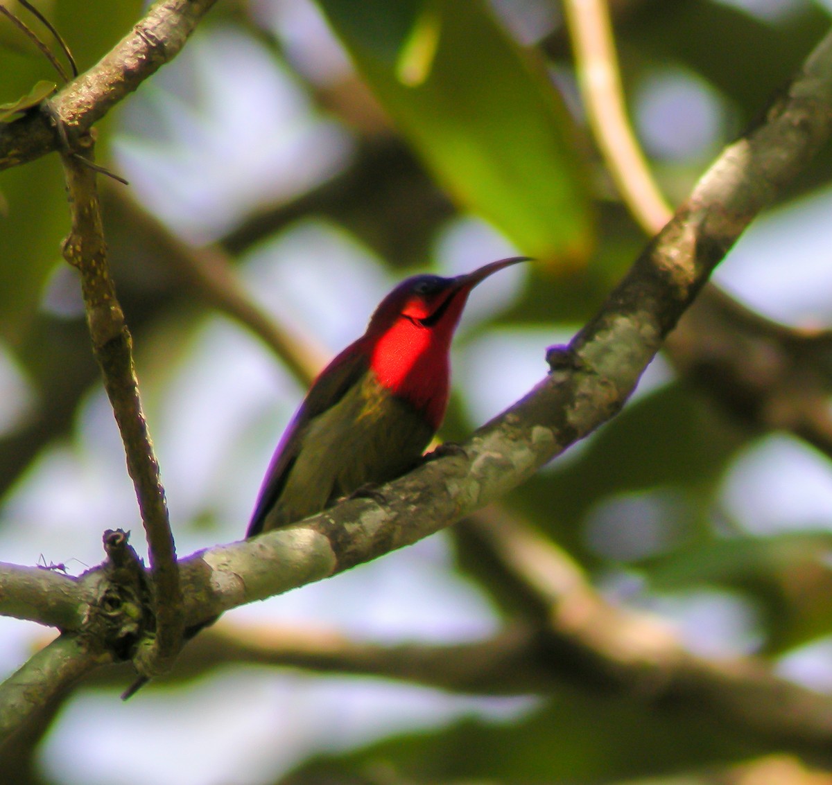 Crimson Sunbird - ML646657768