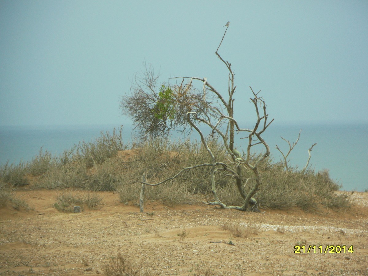 Alcaudón Norteño - ML646657769