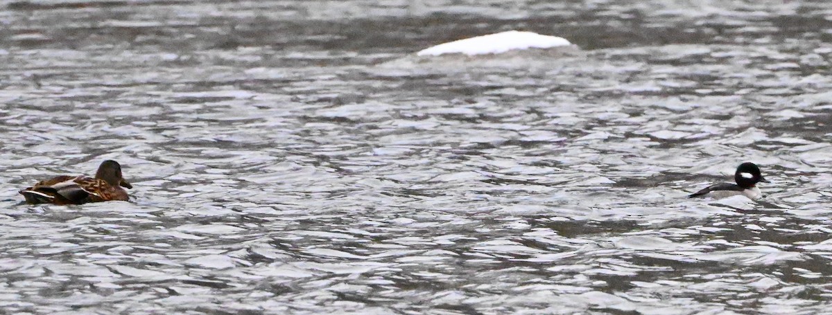 Bufflehead - ML646657772