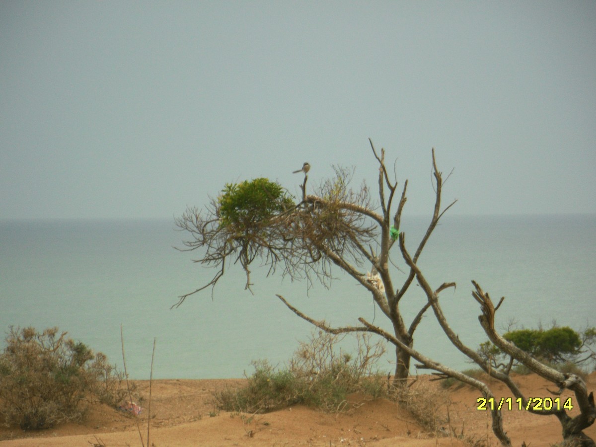 Alcaudón Norteño - ML646657773