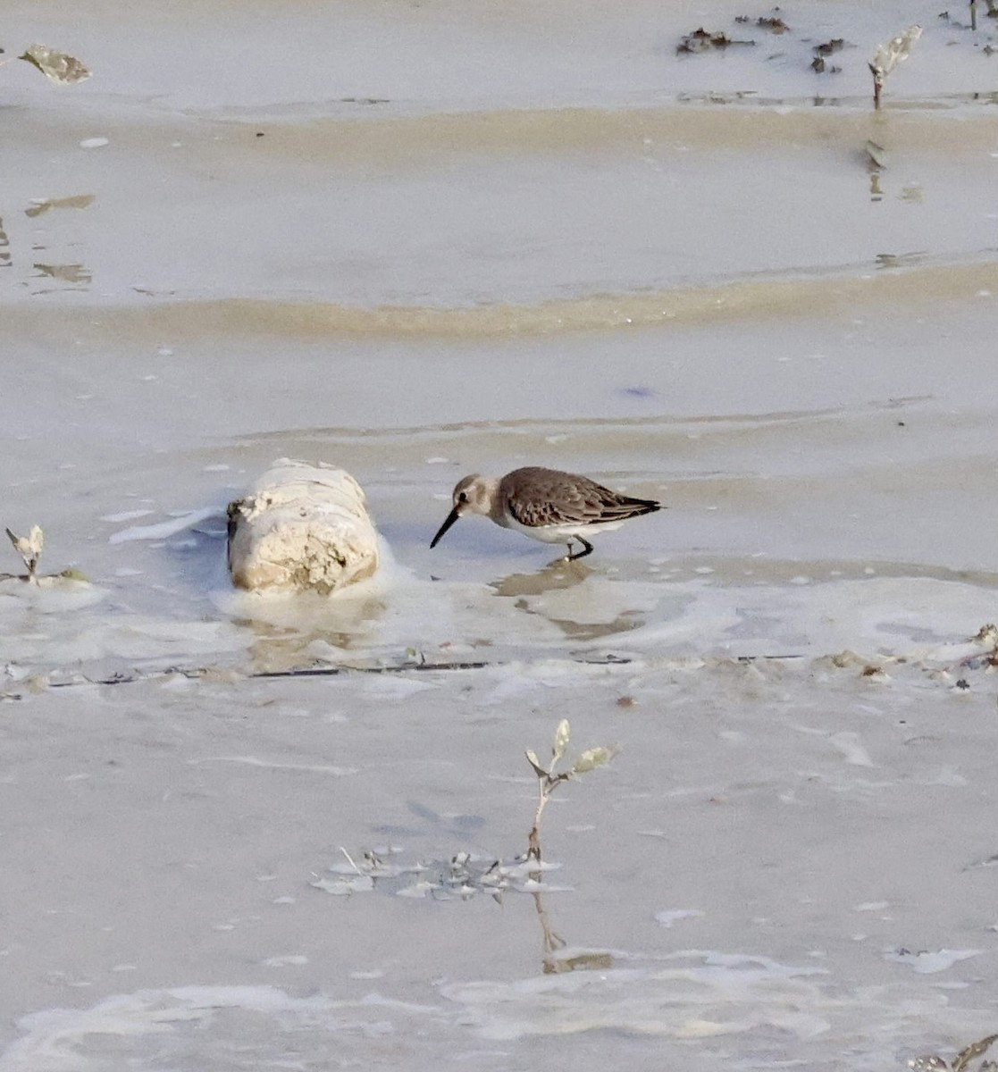 Correlimos Común - ML646657774