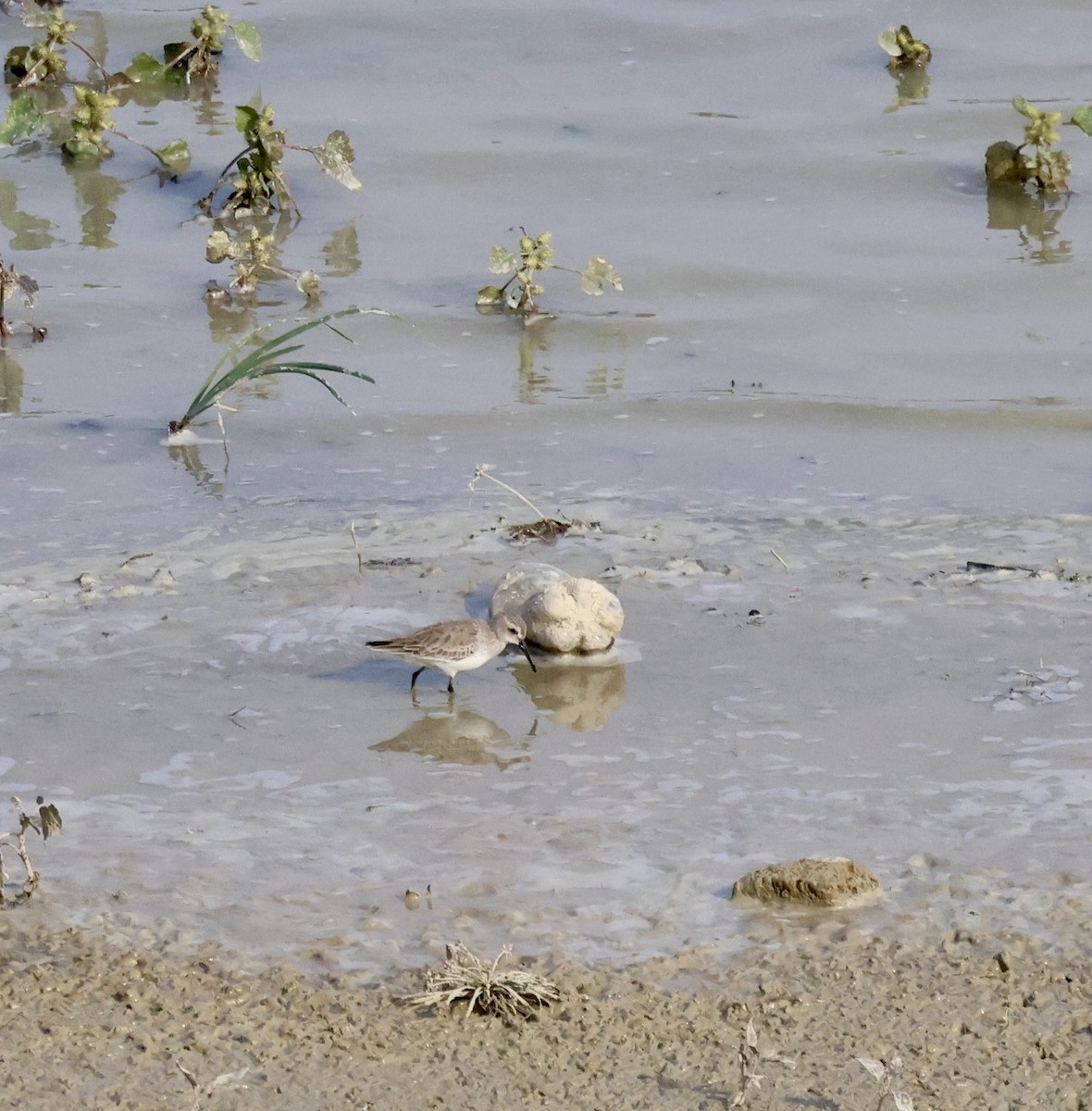 Correlimos Común - ML646657775