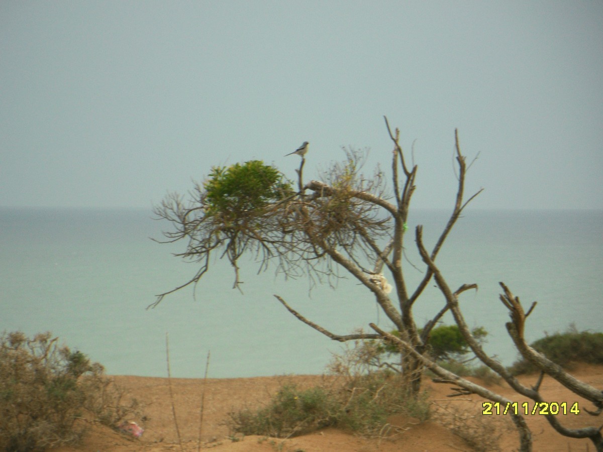 Alcaudón Norteño - ML646657776