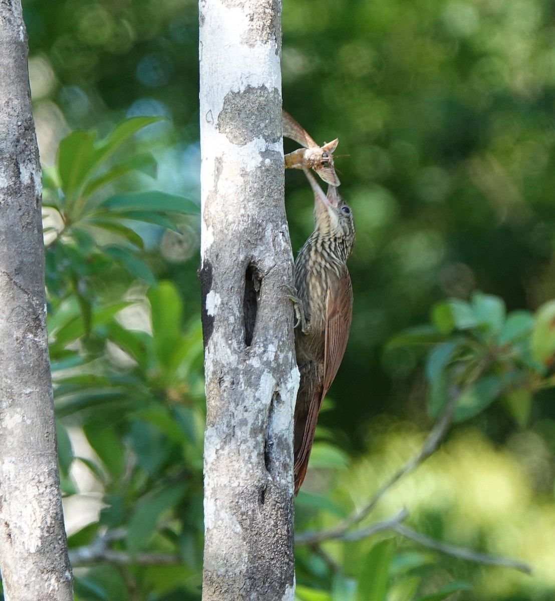 Ivory-billed Woodcreeper - ML646657777