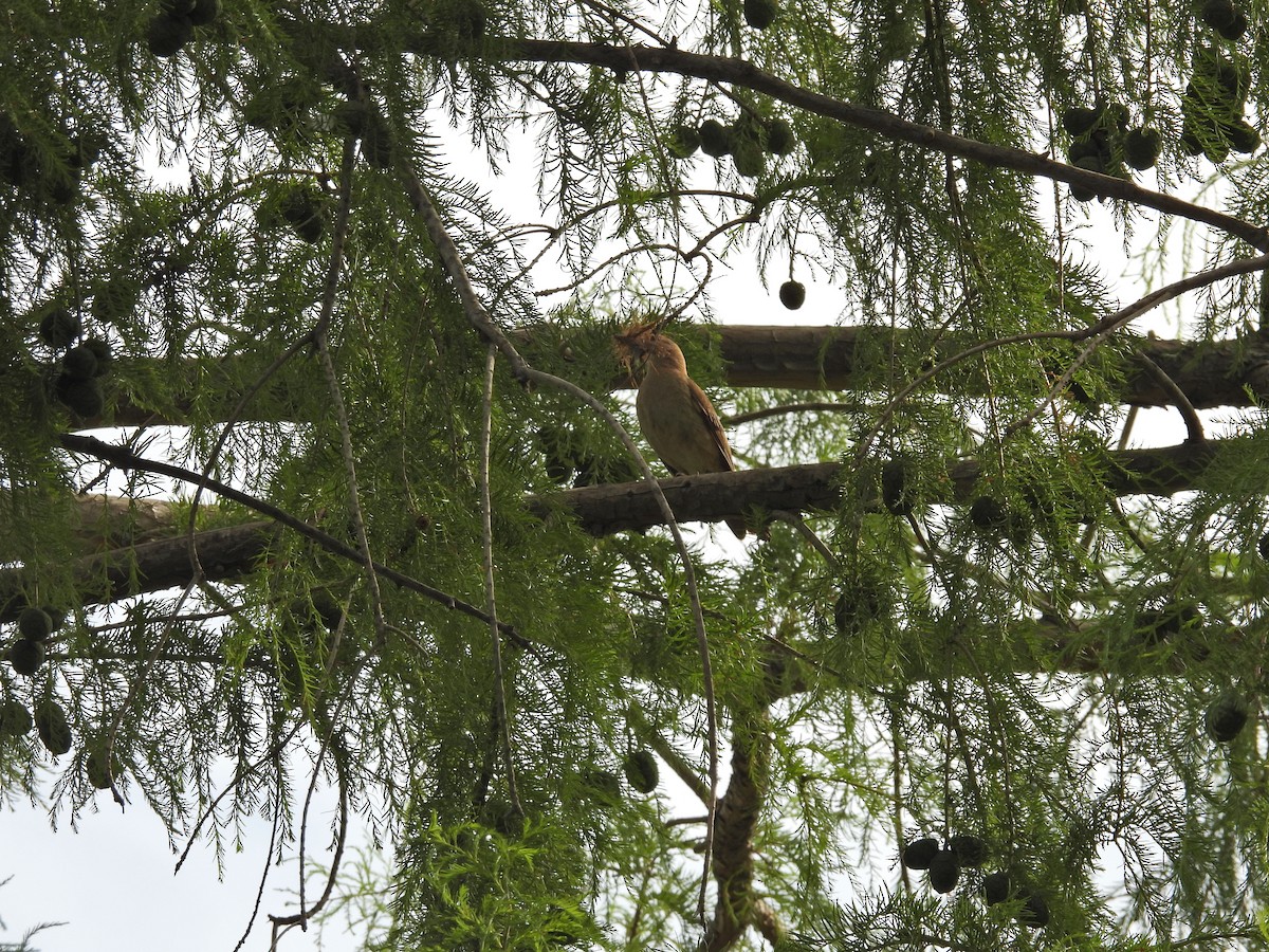 セアカカマドドリ - ML646657779