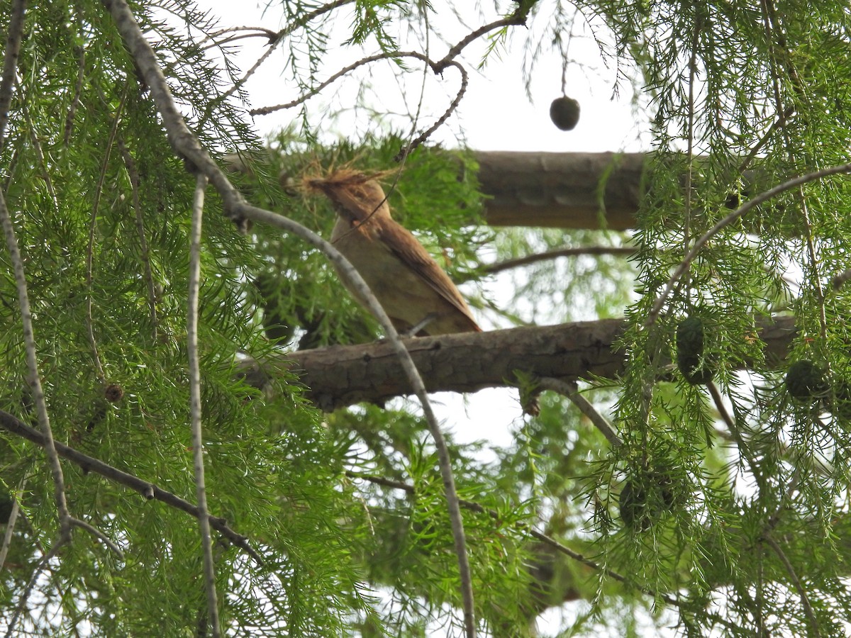 セアカカマドドリ - ML646657780