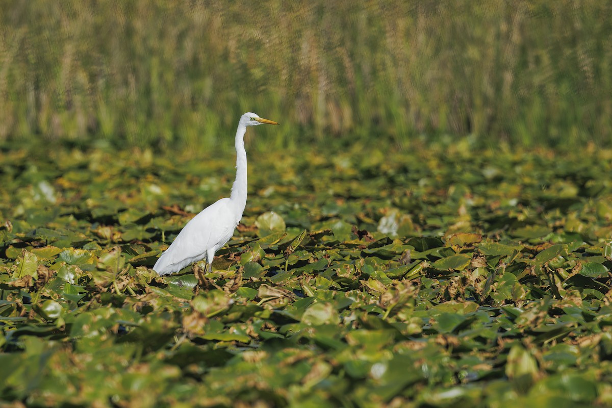 大白鷺 - ML646657781