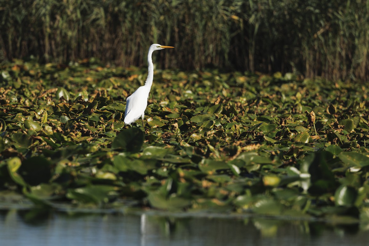 大白鷺 - ML646657782