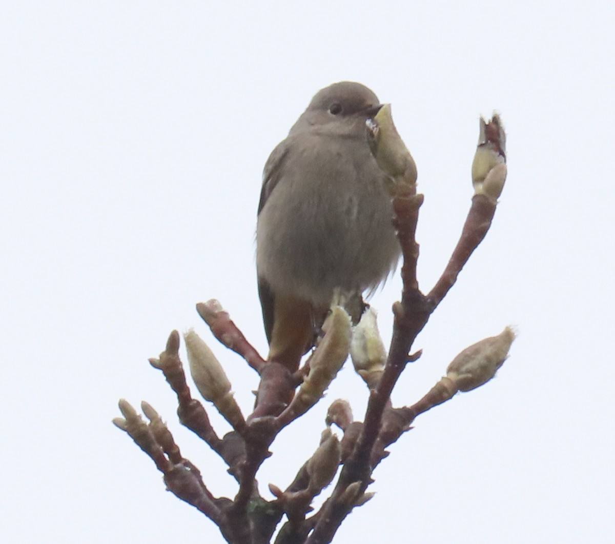 Black Redstart - ML646657783