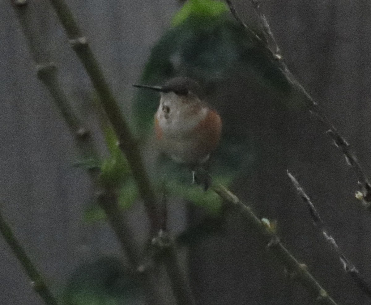 Rufous Hummingbird - ML646657784