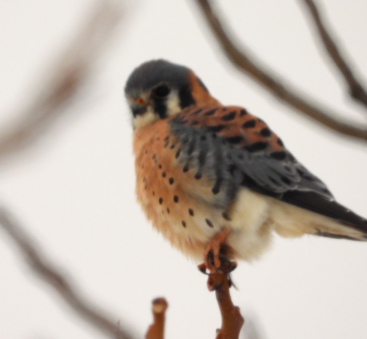 アメリカチョウゲンボウ - ML646657785