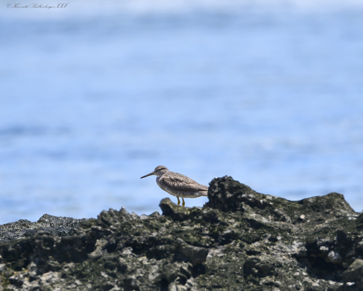 Wandering Tattler - ML646657788