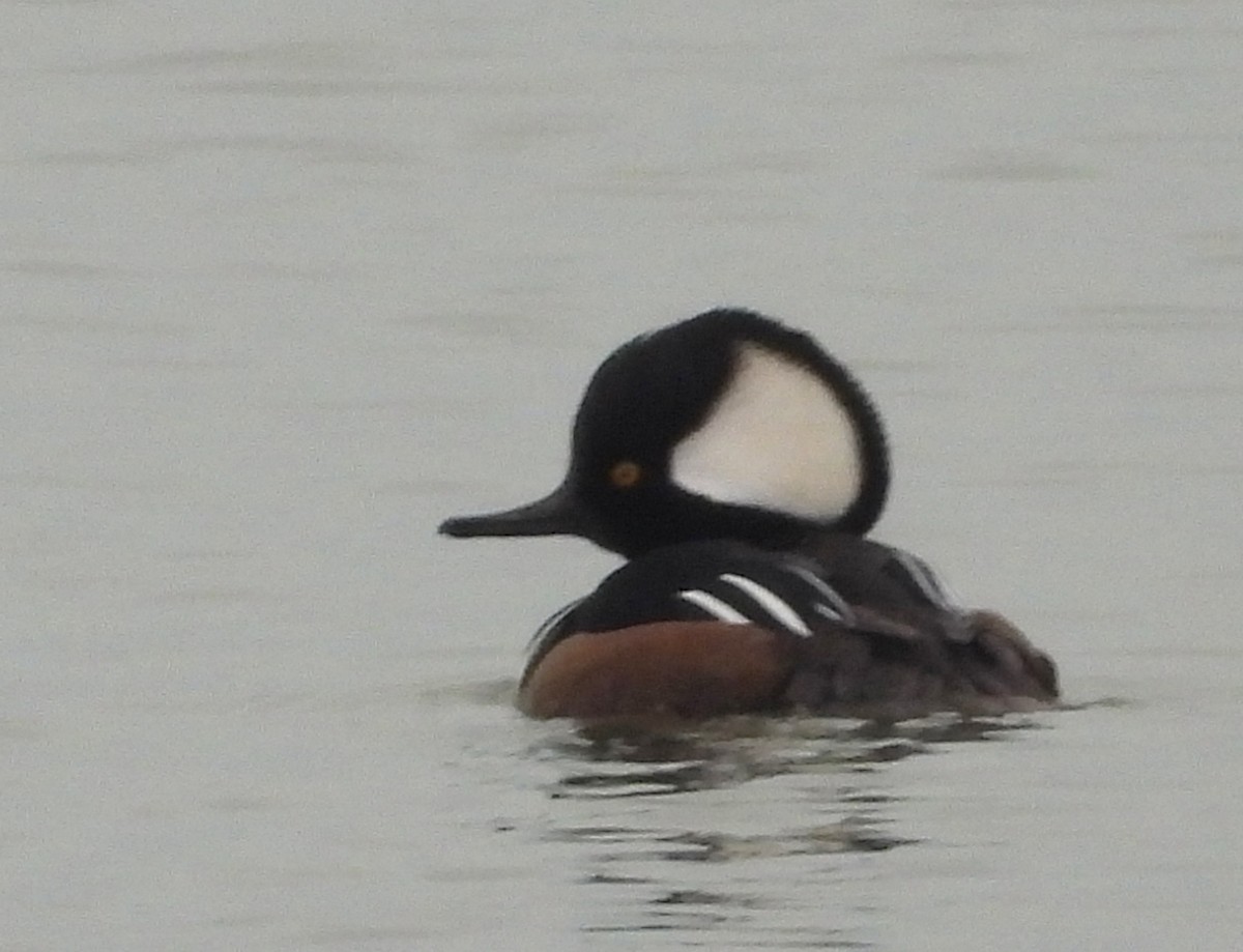 オウギアイサ - ML646657794