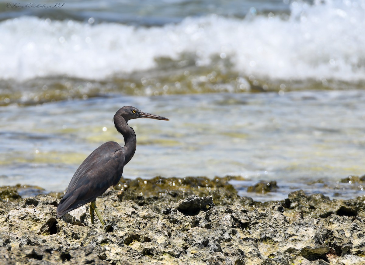 Pacific Reef-Heron - ML646657795