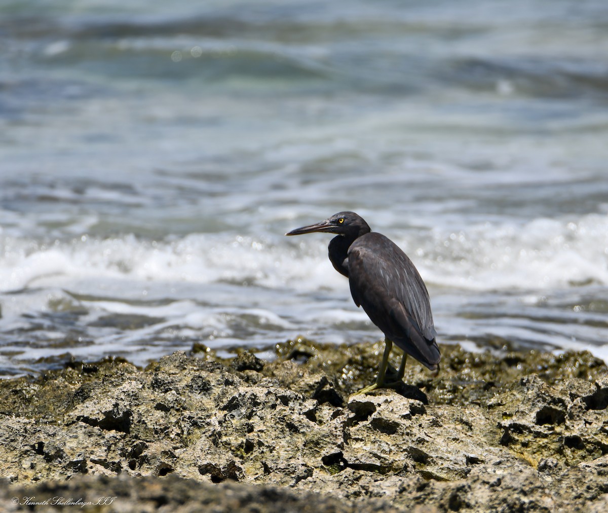 Pacific Reef-Heron - ML646657796