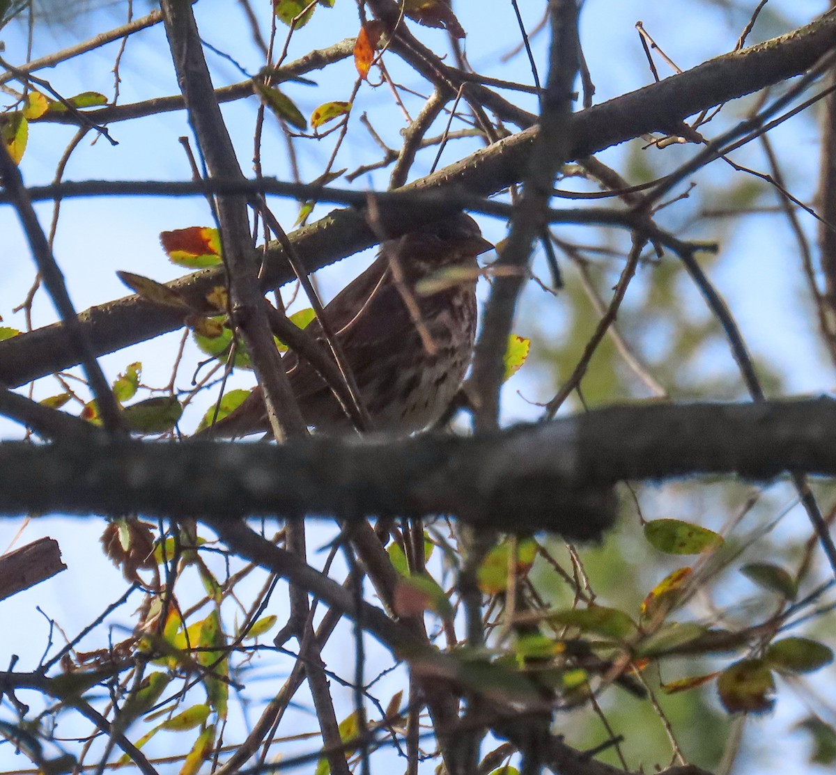 Fox Sparrow - ML646657797