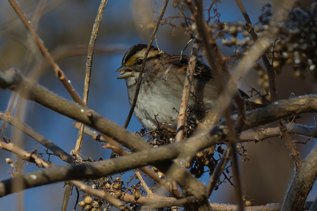 White-throated Sparrow - ML646657799