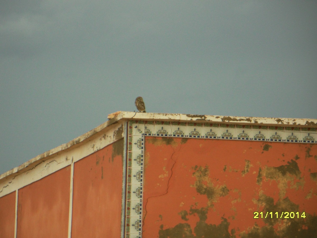 Mochuelo Europeo - ML646657800