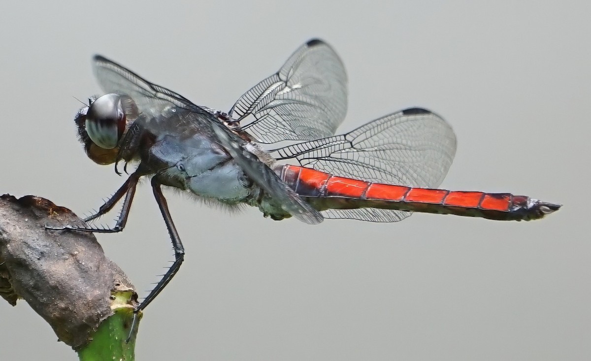 Rayadora Hércules - ML646657802