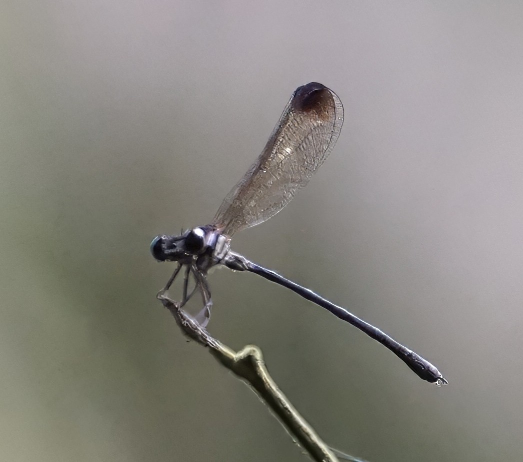 Peralta Cora - ML646657803