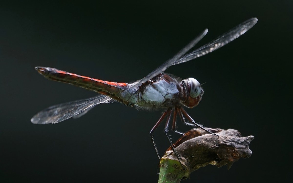 Animales - ML646657804