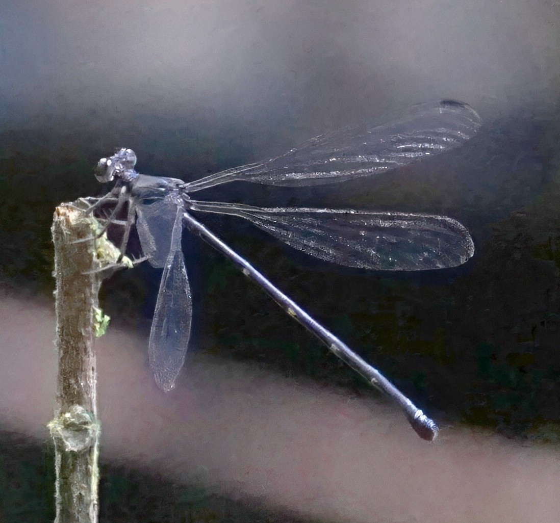 Costa Rican Flatwing - ML646657805