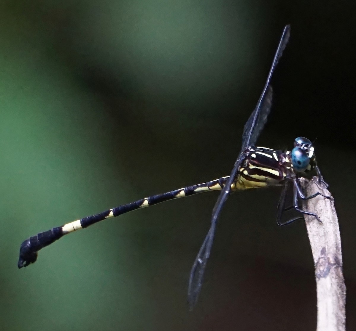 Lowland Knobtail - ML646657806