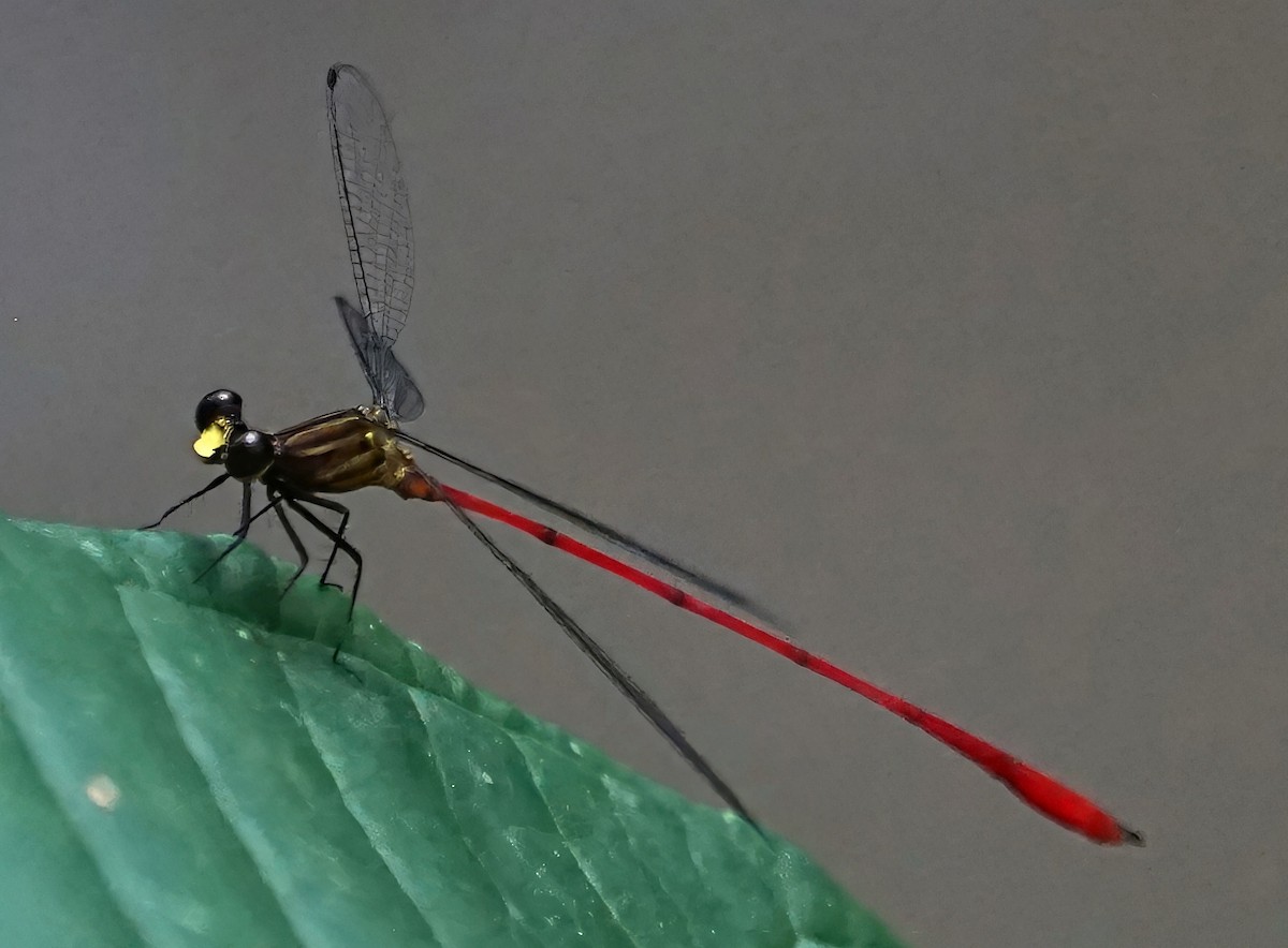 Caballito de alas planas de frente pálida - ML646657807