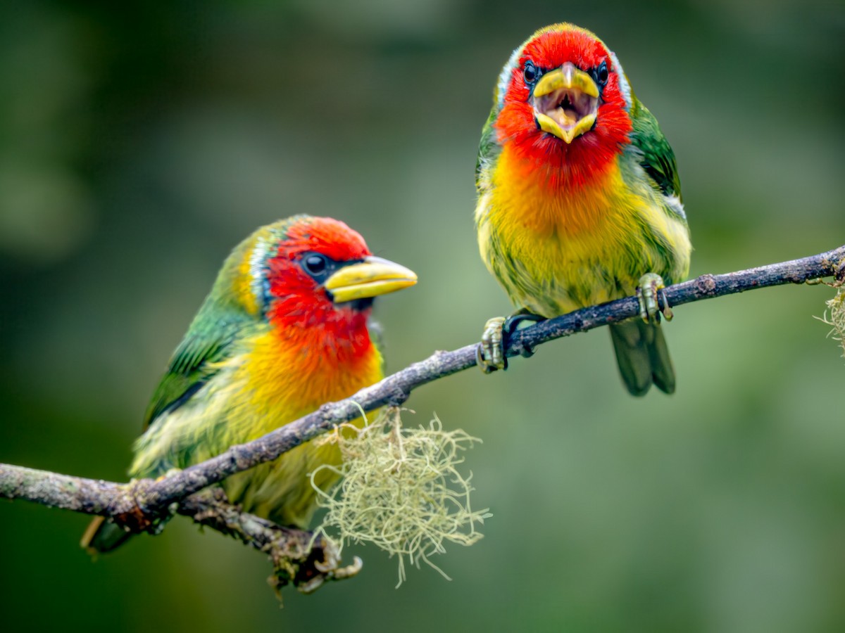Red-headed Barbet - ML646657808