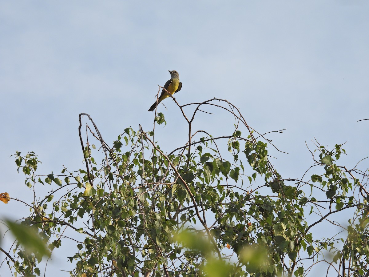 オリーブタイランチョウ - ML646657810