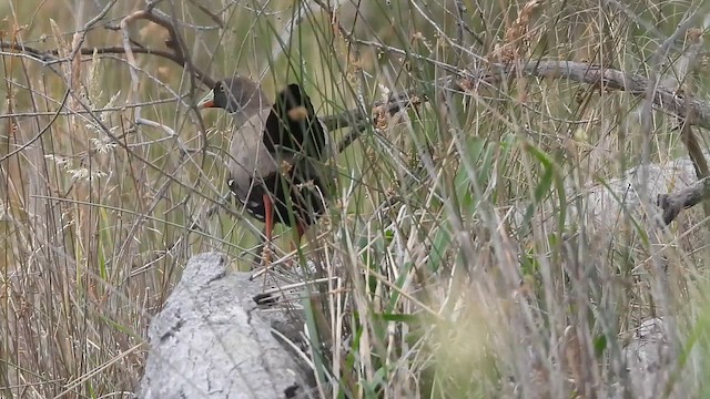 Black-tailed Nativehen - ML646657811