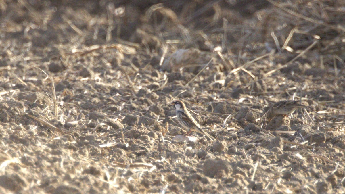 Spanish Sparrow - ML646657812