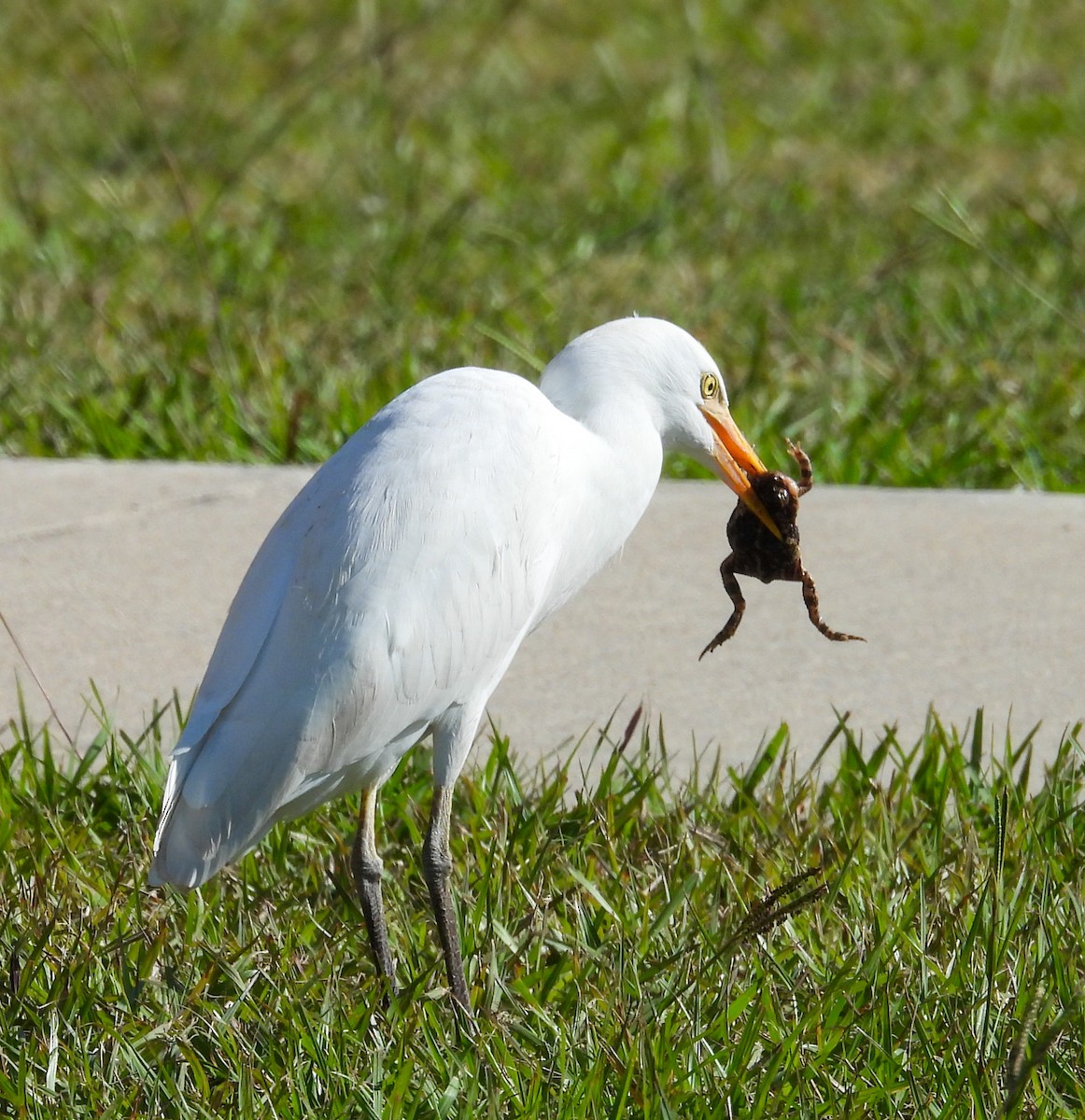 Western Cattle-Egret - ML646657814