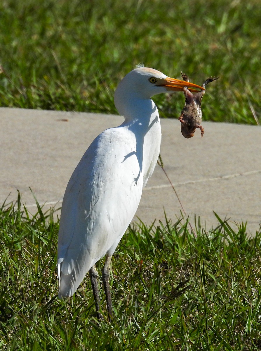 Western Cattle-Egret - ML646657817
